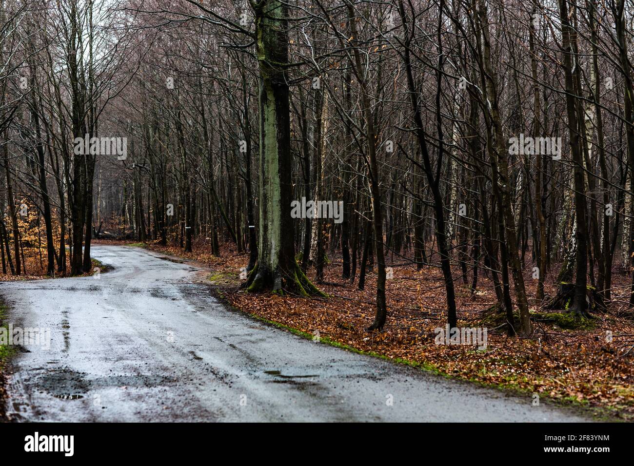 Forest in April Stock Photo - Alamy