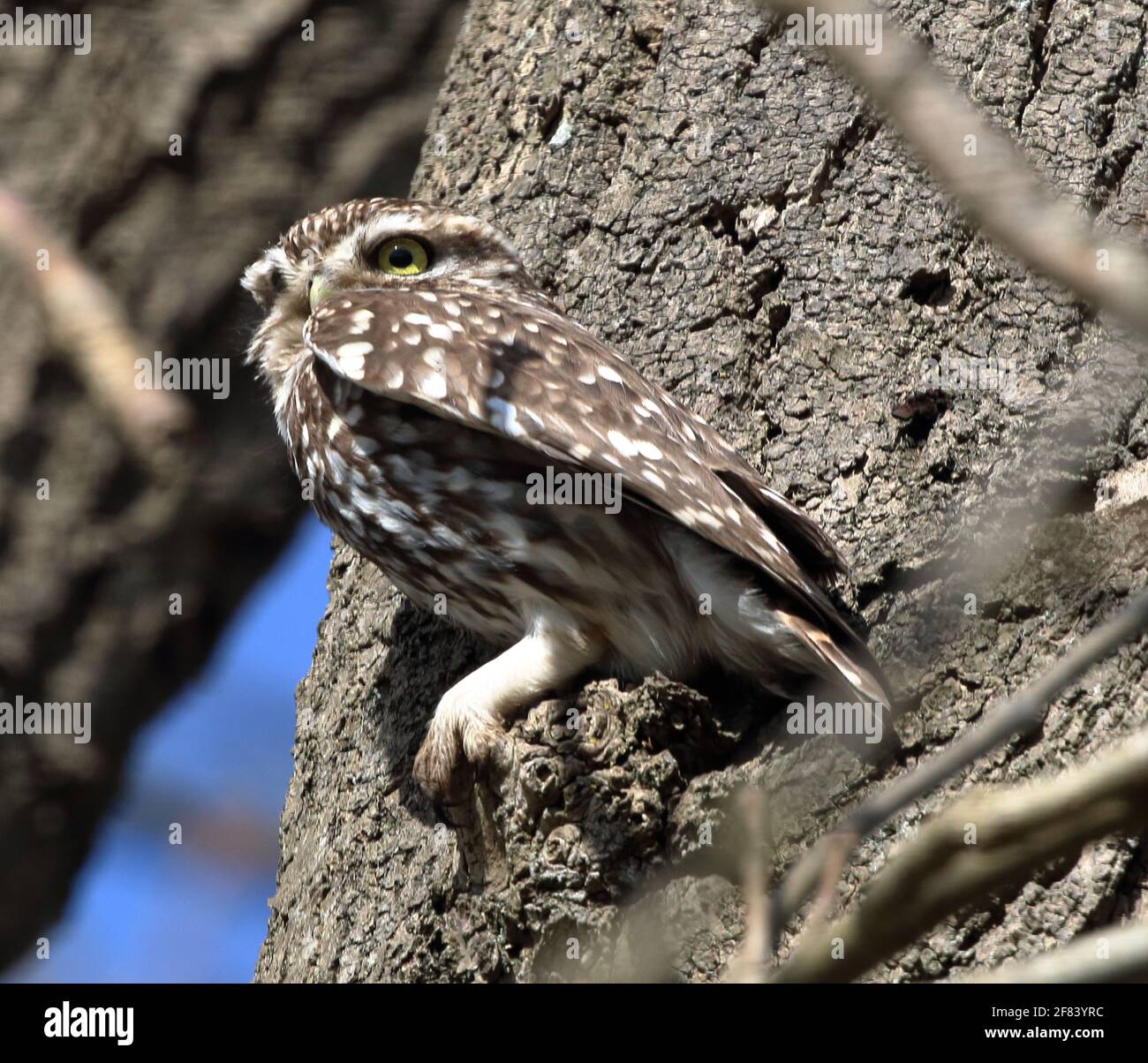 Little Owl (Athene Noctua Stock Photo Alamy