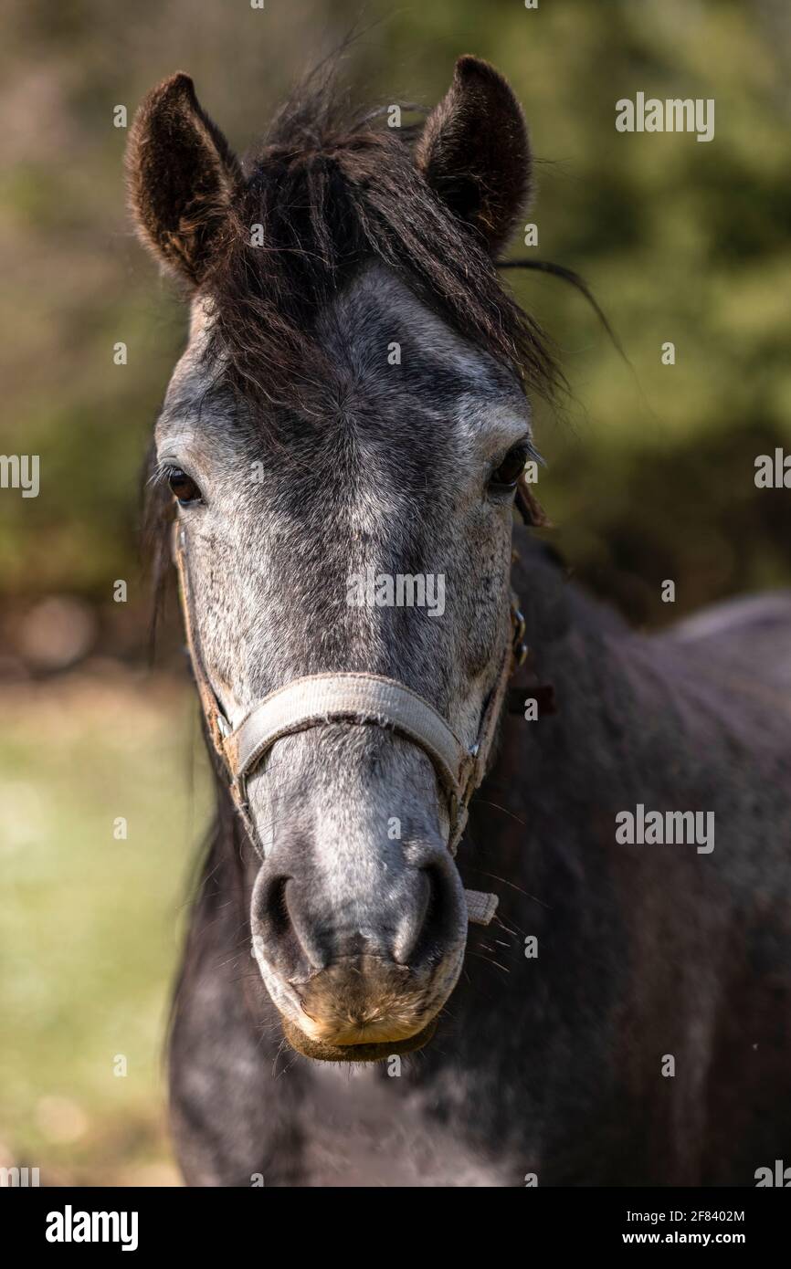 Grey Dapple Horse Portrait Front. Portrait of a beautiful dark ...