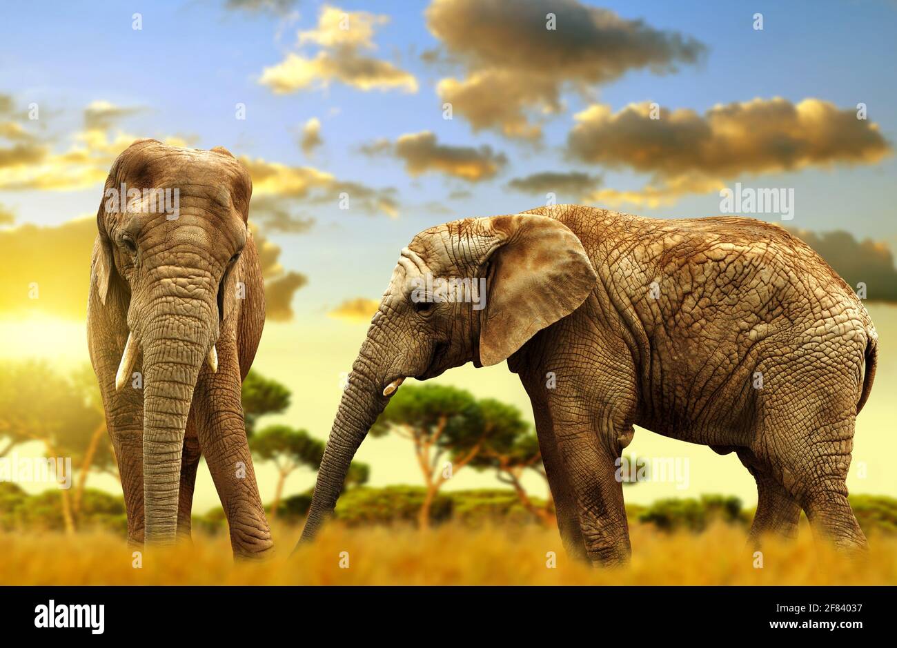 Elephants on the savannah at sunset Stock Photo - Alamy
