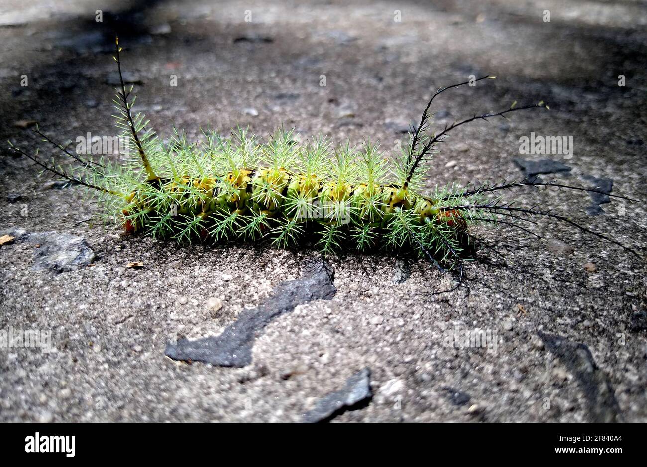 salvador, bahia / brazil - november 24, 2020: insect fire caterpillar is seen in a garden in the city of Salvador. Stock Photo