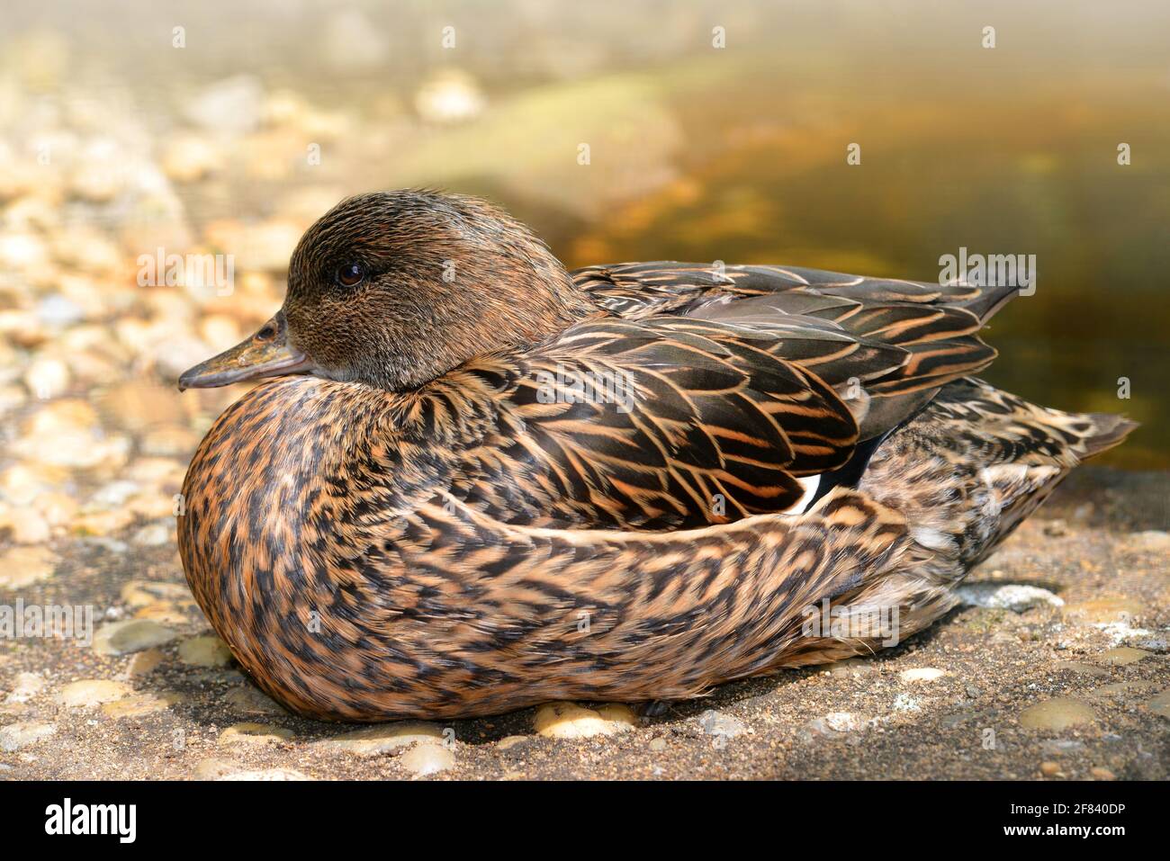 Female Falcated Duck ( Anas Falcata ) Stock Photo