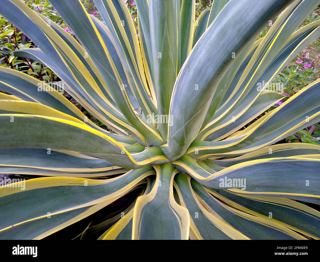 salvador, bahia / brazil - november 23, 2020: american agave plant is seen in the garden of a residence in the city of Salvador. Stock Photo
