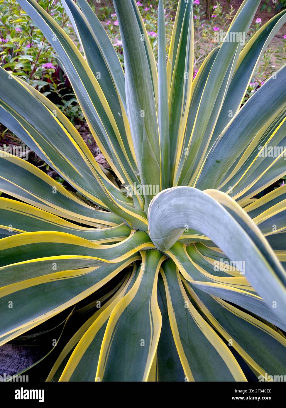 salvador, bahia / brazil - november 23, 2020: american agave plant is seen in the garden of a residence in the city of Salvador. Stock Photo