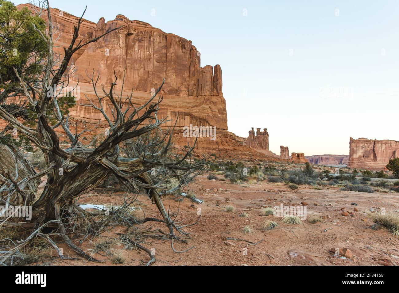tree in front of a red rock cliff in the desert Stock Photo - Alamy