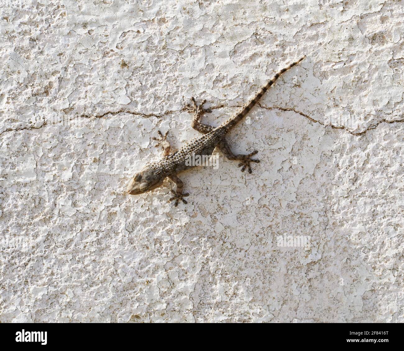 Lizard (Lepidodactylus lugubris, the mourning gecko) at a wall, Garraf, Catalonia, Spain Stock Photo