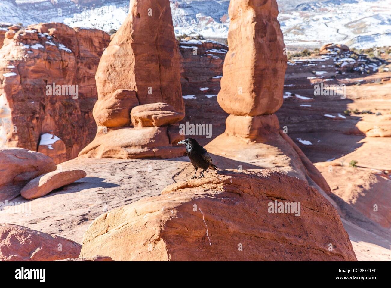 black bird standing on a red rock of a desert with snow in the back Stock Photo