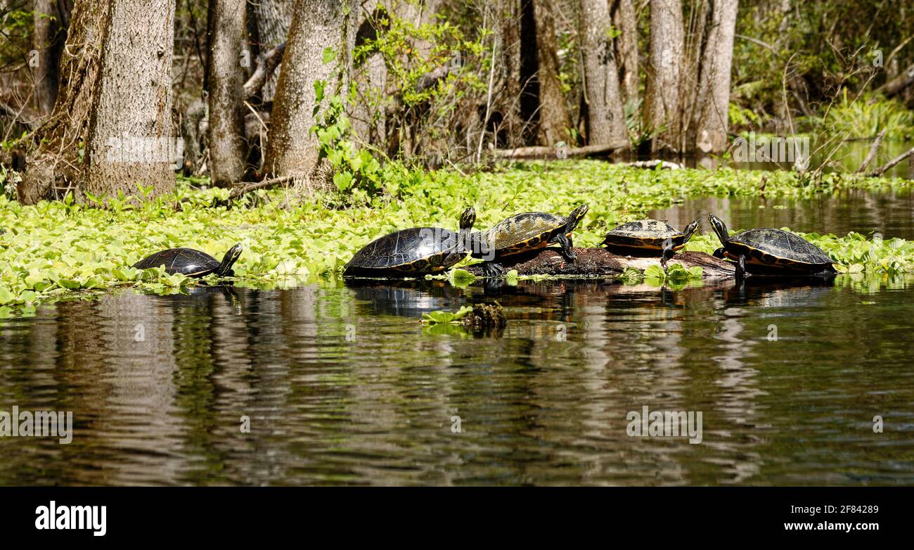 5 turtles, log, water lettuce, sunning, marine wildlife, animals, nature, mud on shell, Ichetucknee Springs State Park, Florida, Fort White, FL, sprin Stock Photo