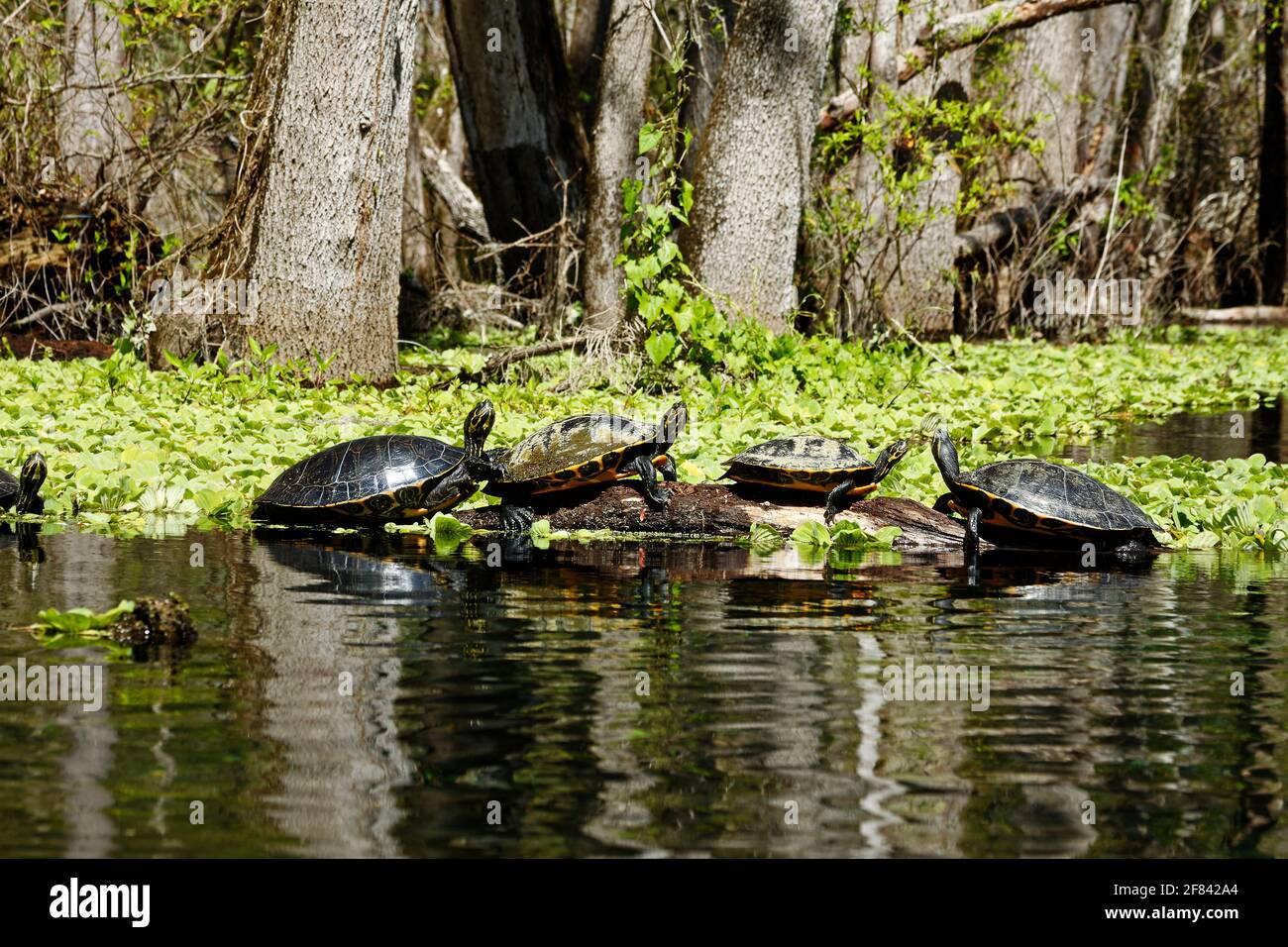 4 turtles on log, sunning, water, marine wildlife, animals, mud on shell, nature, Ichetucknee Springs State Park, Florida, Fort White, FL, spring Stock Photo