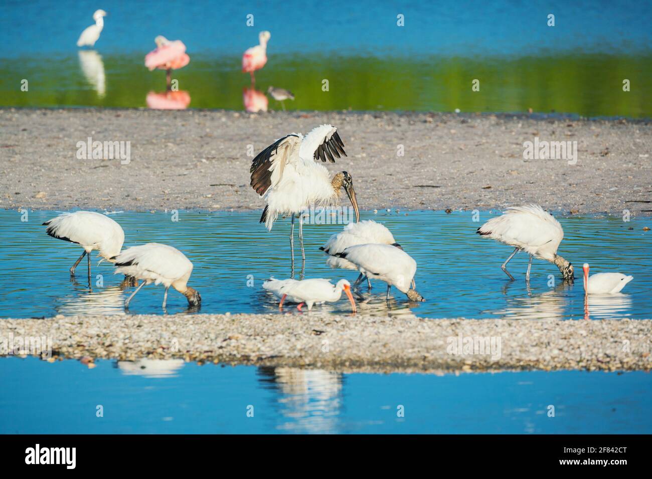 Wood Stork (Mycteria Americana) and Roseate Spoonbills (Platalea ajaja) fishing, Sanibel Island, J.N. Ding Darling National Wildlife Refuge, Florida, Stock Photo