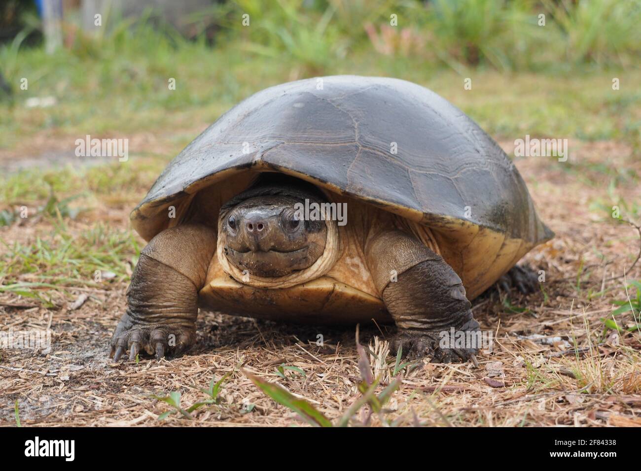 The Malaysian giant turtle or Bornean river turtle (Orlitia borneensis) Stock Photo
