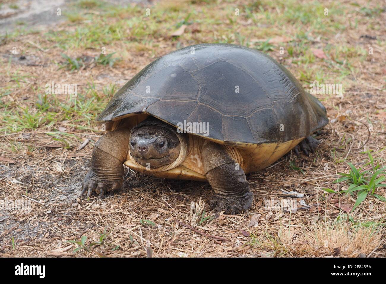 The Malaysian giant turtle or Bornean river turtle (Orlitia borneensis) Stock Photo