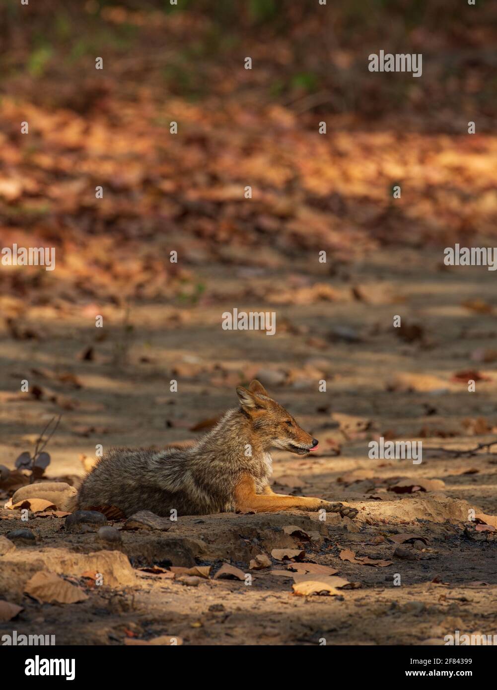 A Golden Jackal sitting on a mud trail in Jim Corbett National Park (India) Stock Photo
