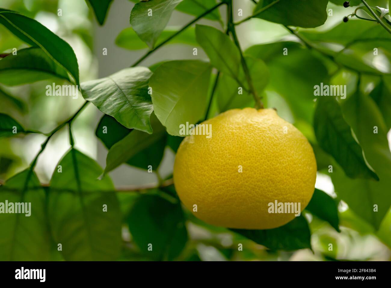Large lemon on a lemon tree branch in the botanical garden. Stock Photo