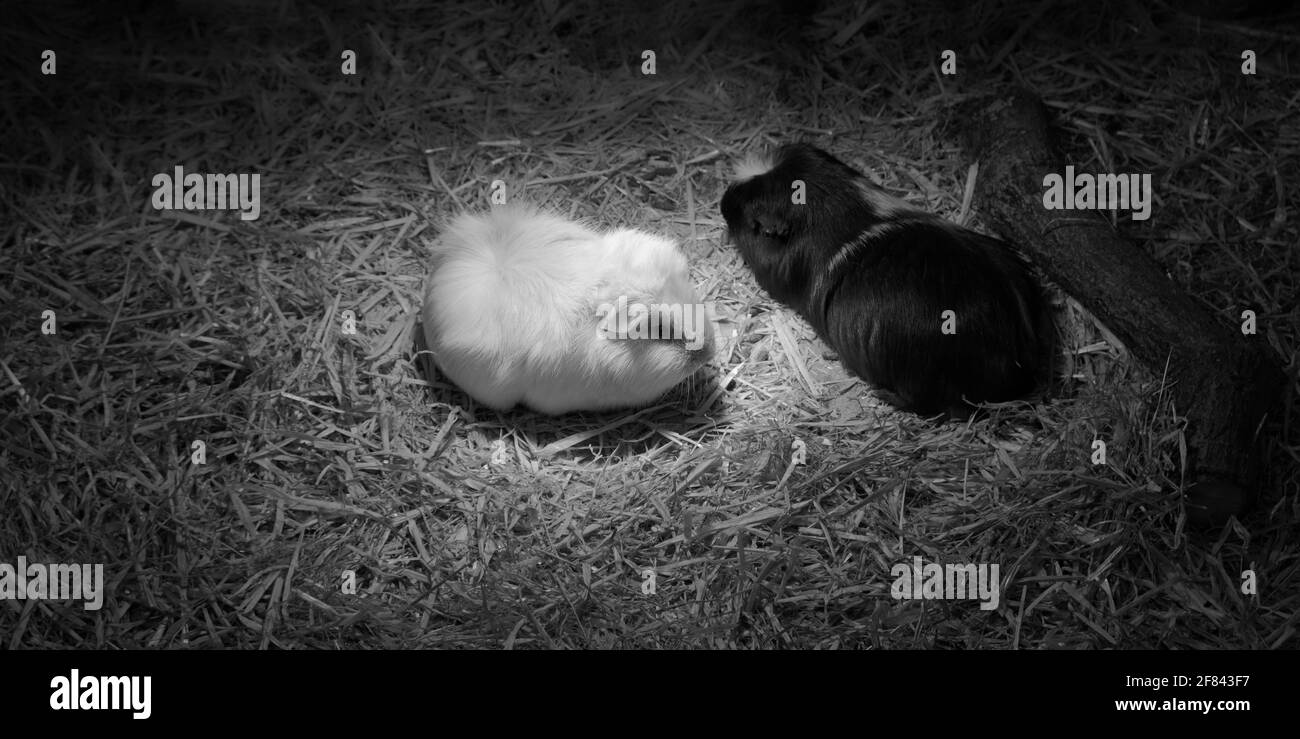 Black lionhead rabbit Black and White Stock Photos & Images Alamy