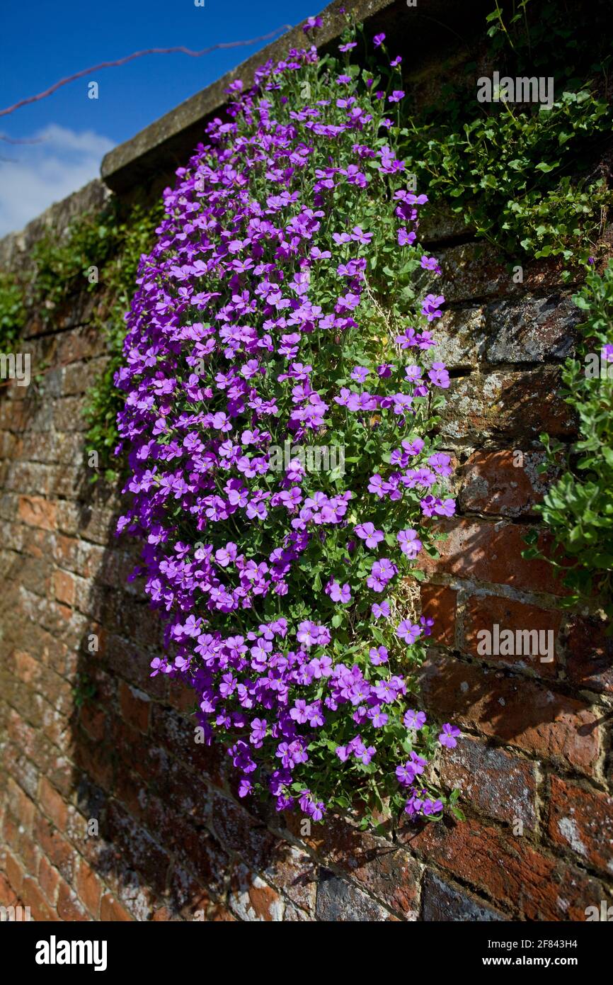Aubretia flowering plants Stock Photo