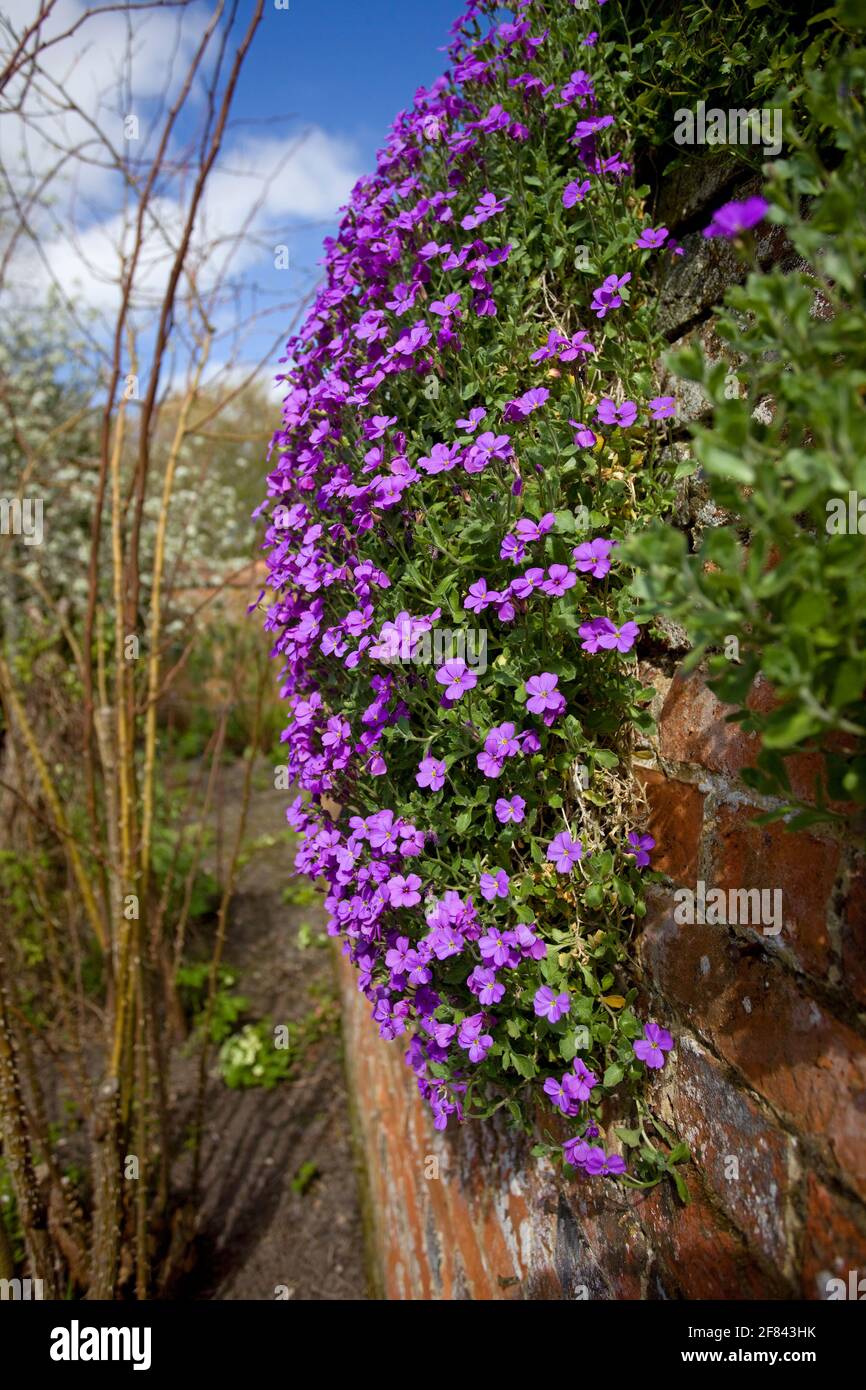 Aubretia flowering plant Stock Photo