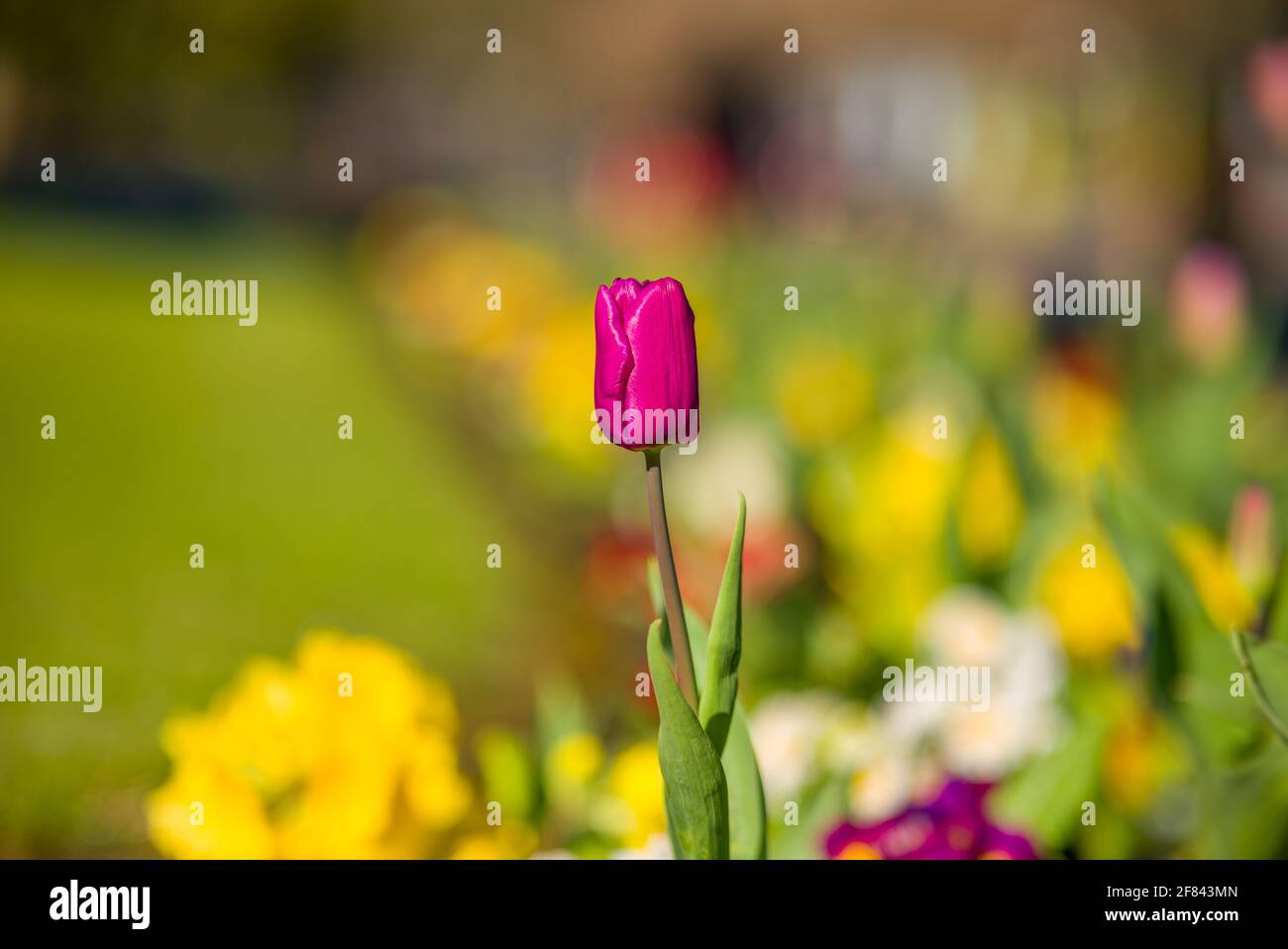 Spring time in Ilkley, West Yorkshire, England Stock Photo