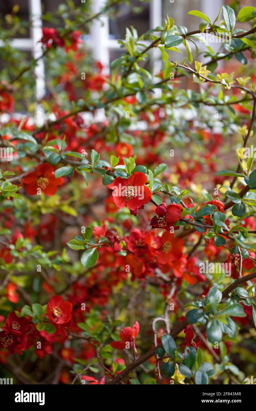 Chaenomeles x superba Crimson and gold flowering plant Stock Photo