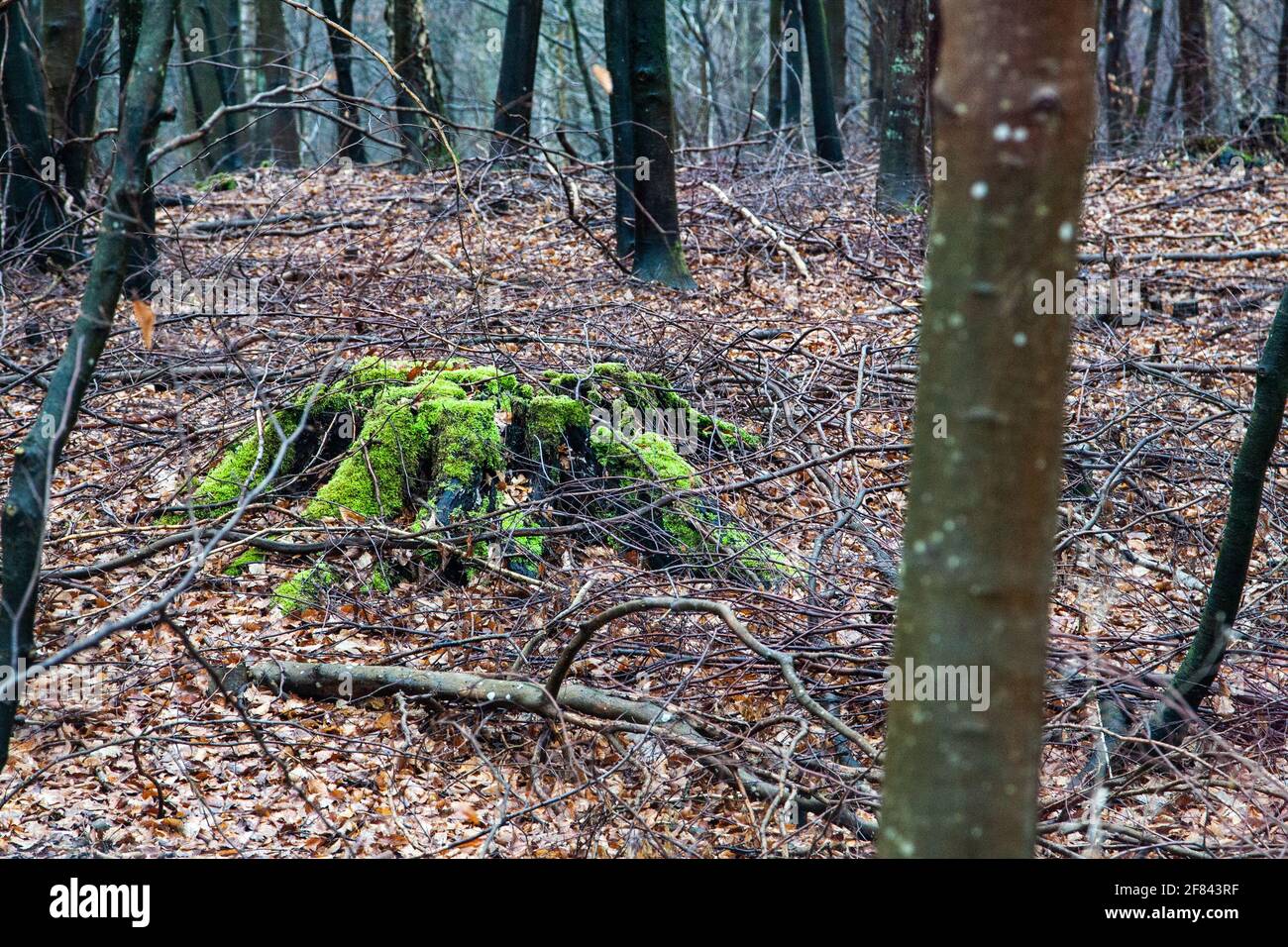 Forest in April Stock Photo - Alamy