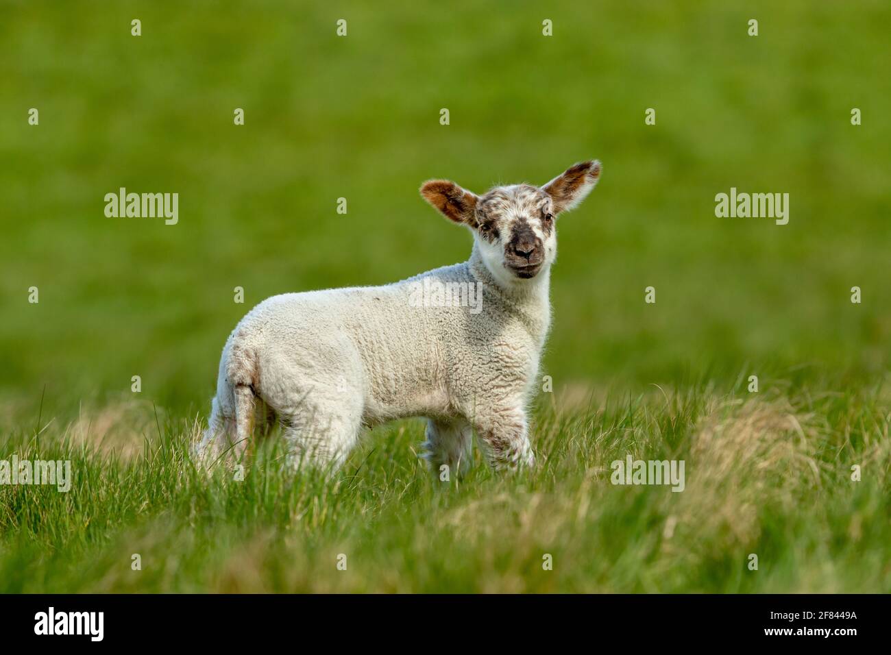 Lamb in Springtime. Happy, smiling lamb stood in lush green meadow and facing forward. Yorkshire, UK. Clean, green background. Landscape, Copyspace Stock Photo