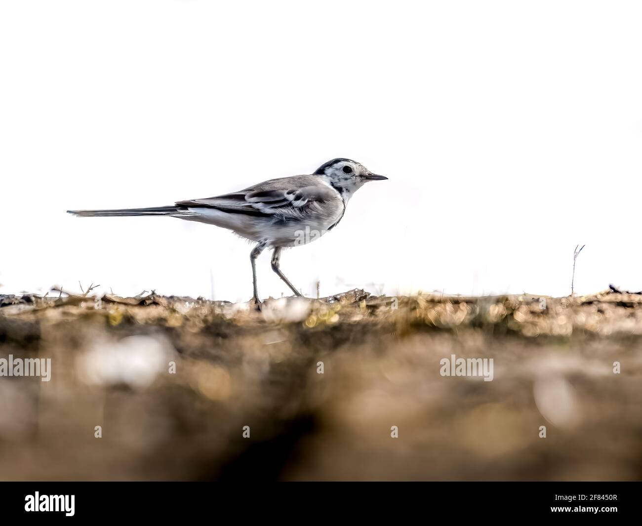 White wagtail on ground Stock Photo