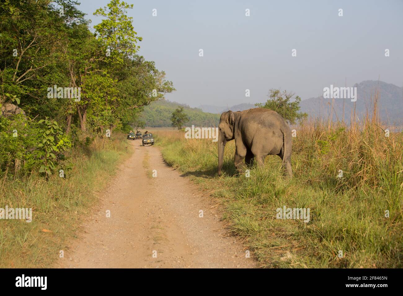 Tourists watching a wild elephant from safari vehicle in Dhikala grassland of Corbett National Park (India) Stock Photo
