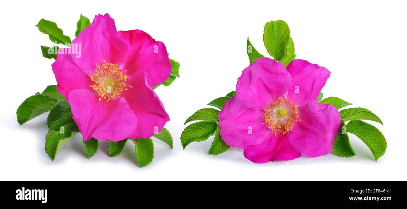 Dog rose (Rosa canina) flowers isolated on a white background Stock ...
