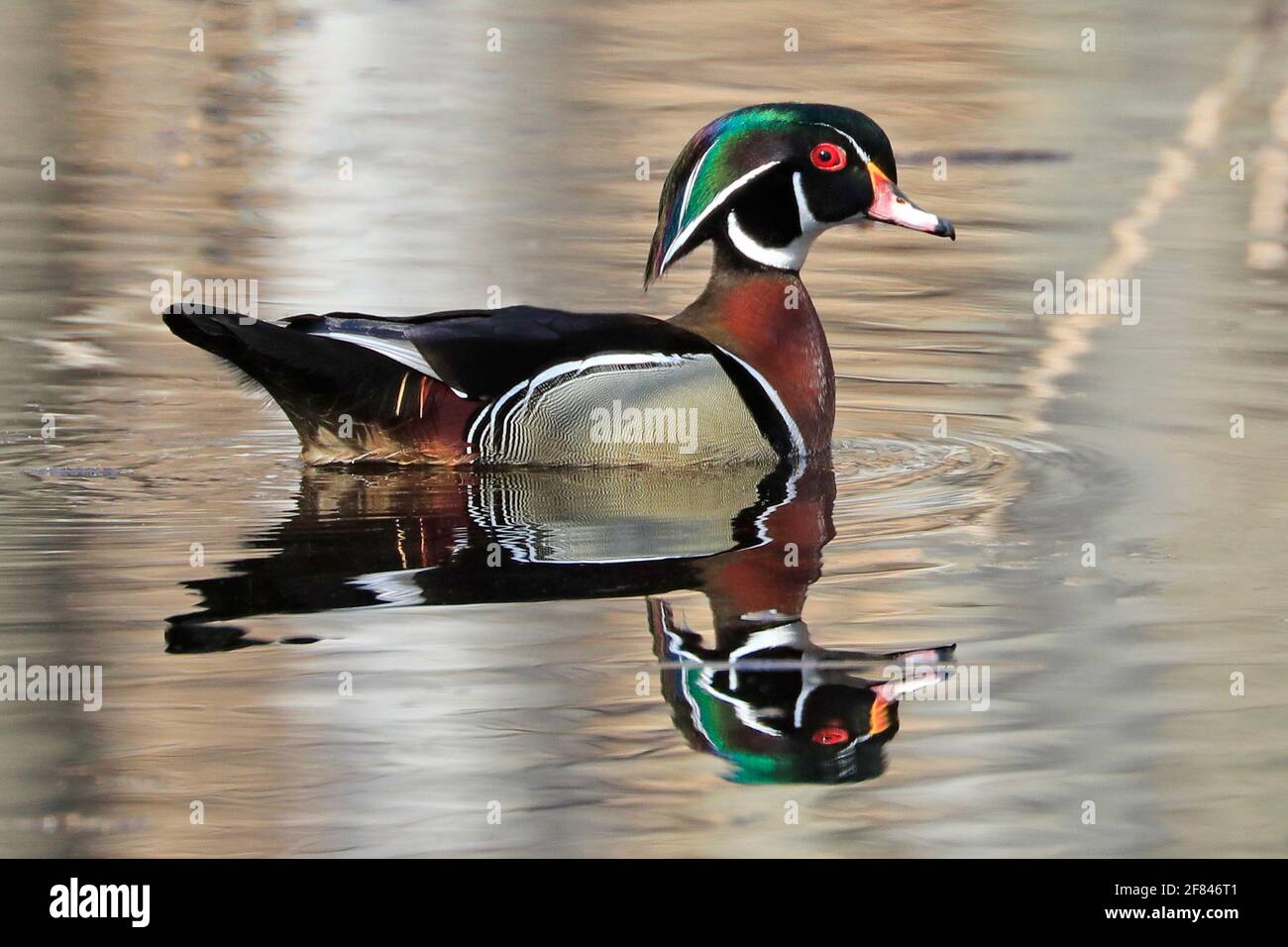 Colorful Wood Duck and his reflection on the lake Stock Photo