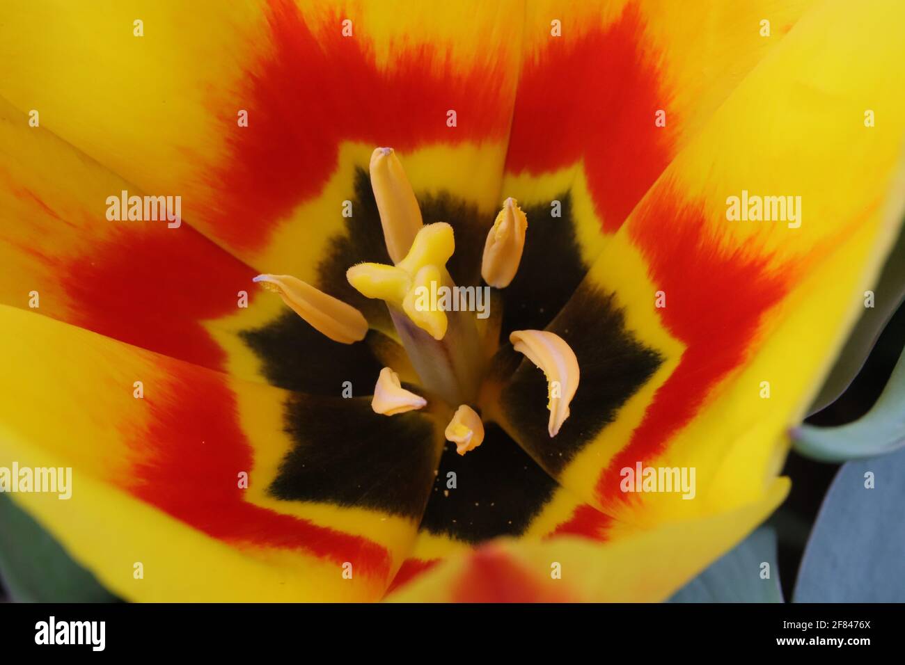 Tulpen Stock Photo