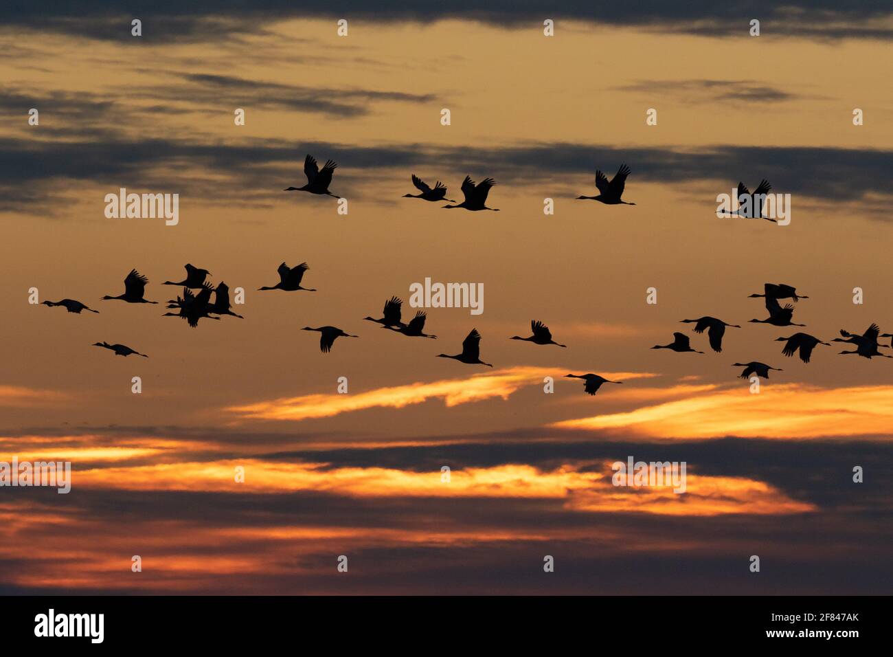 Lesser Sandhill Cranes, Grus canadensis, flight, sunset, San Joaquin Valley, Merced NWR, Grasslands Ecological Area, Merced County, California Stock Photo