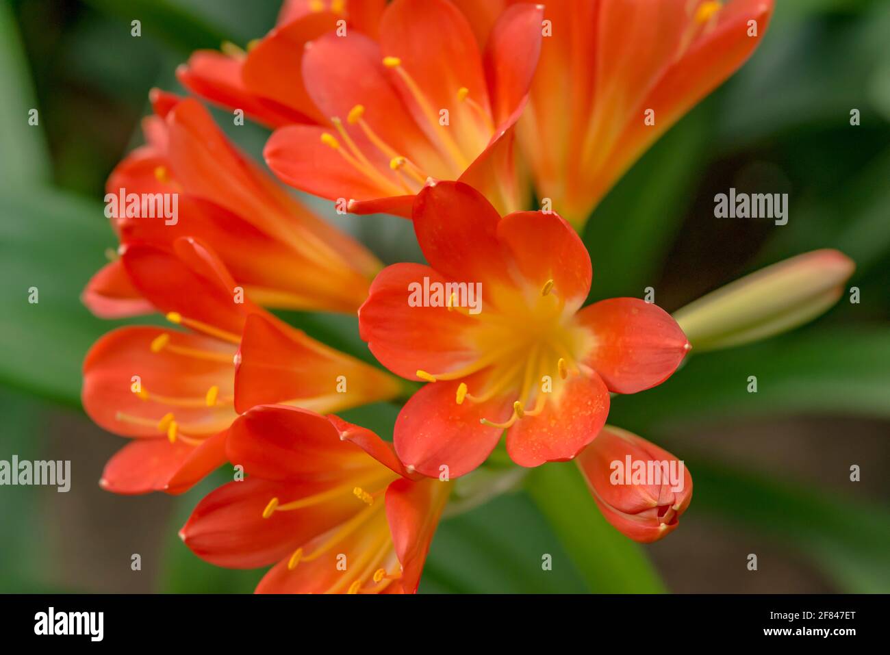 Red-orange blooming clivia miniata flower in botanical garden. Stock Photo