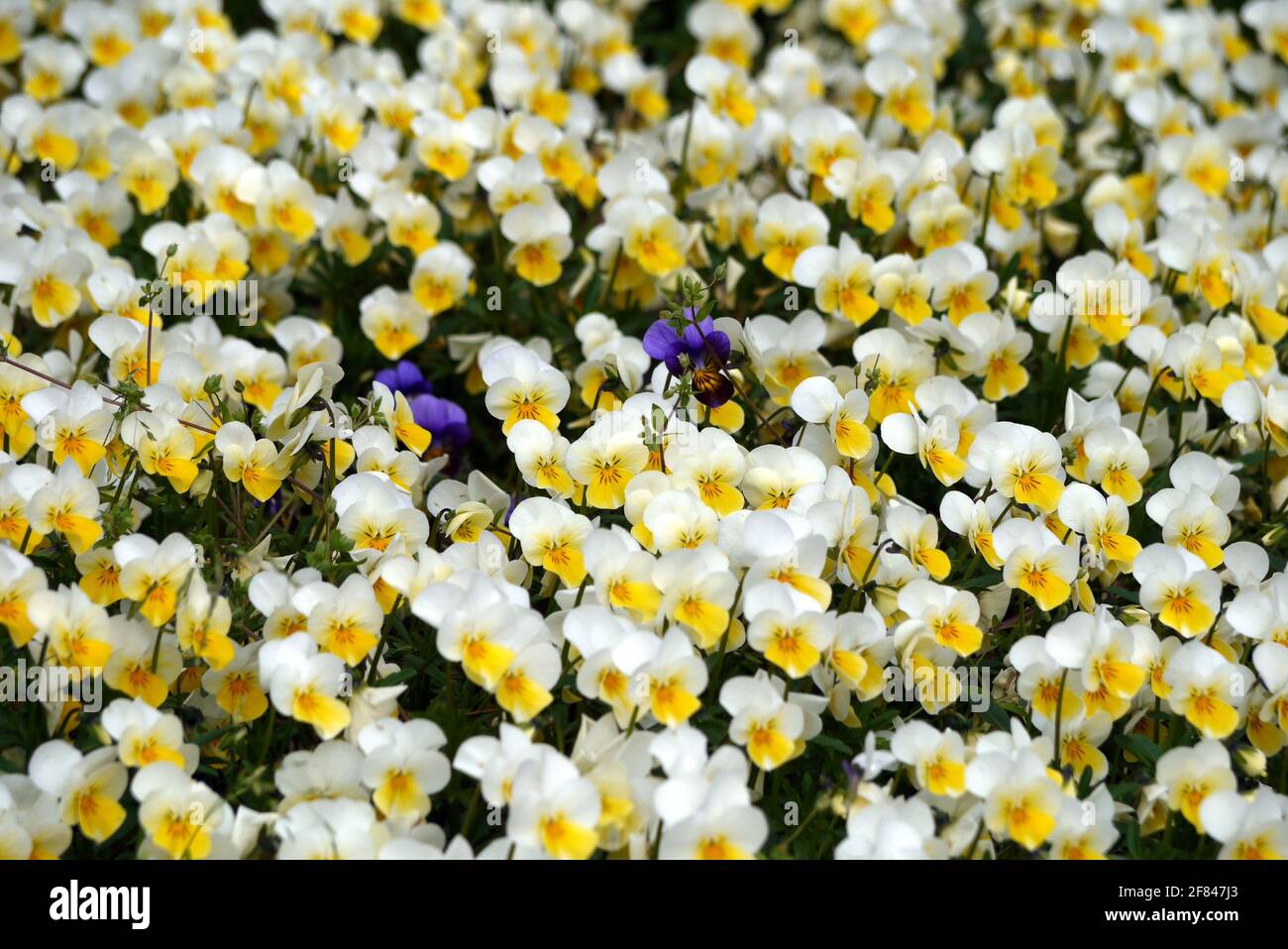 In einem Meer aus weiß-gelben Stiefmütterchen (Viola tricolor) habe sich zwei blaue Blüten verirrt. Die Blüten sind essbar und schmücken edle Speisen. Stock Photo
