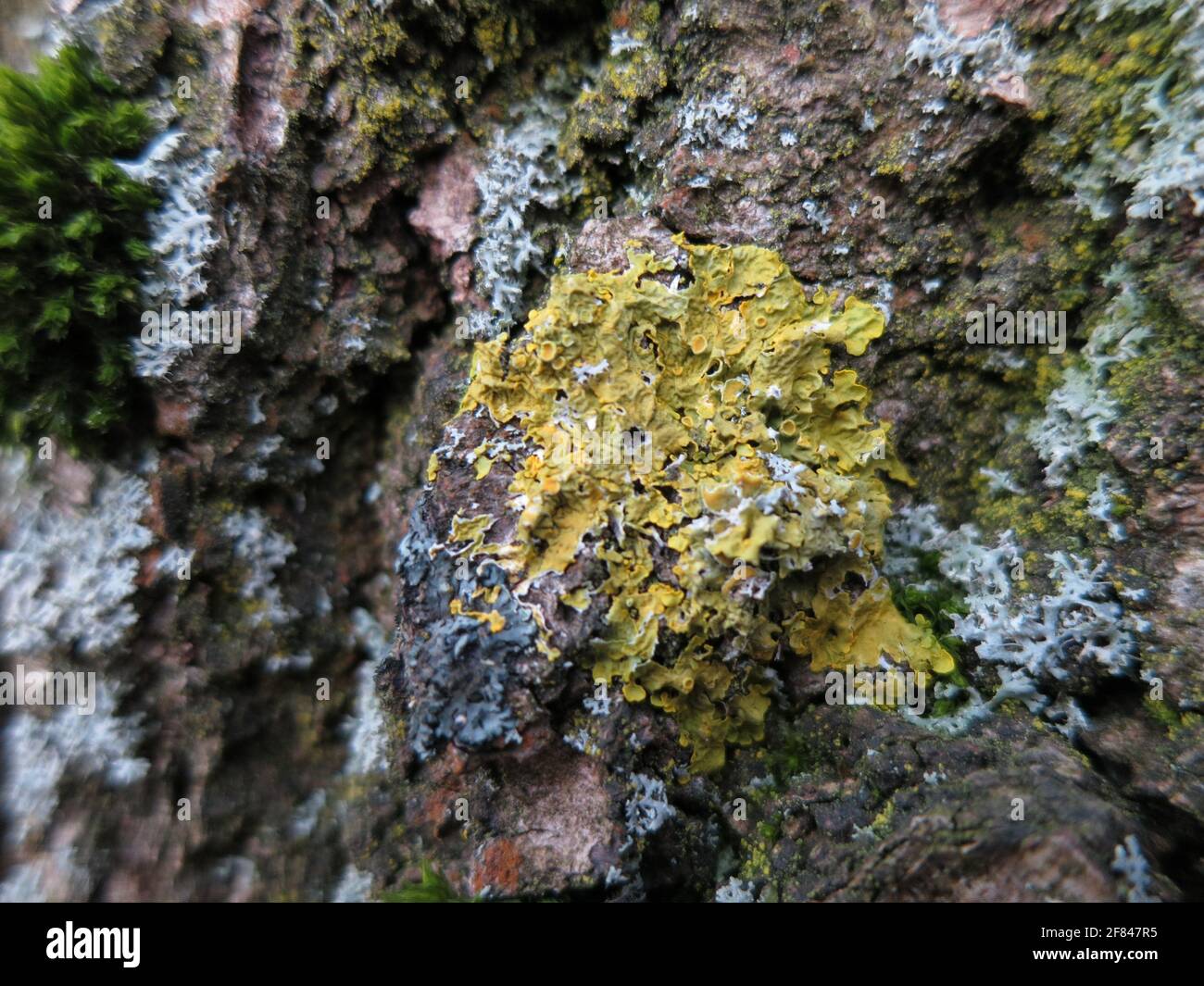Gelbe Flechten auf einem Baumstamm Stock Photo