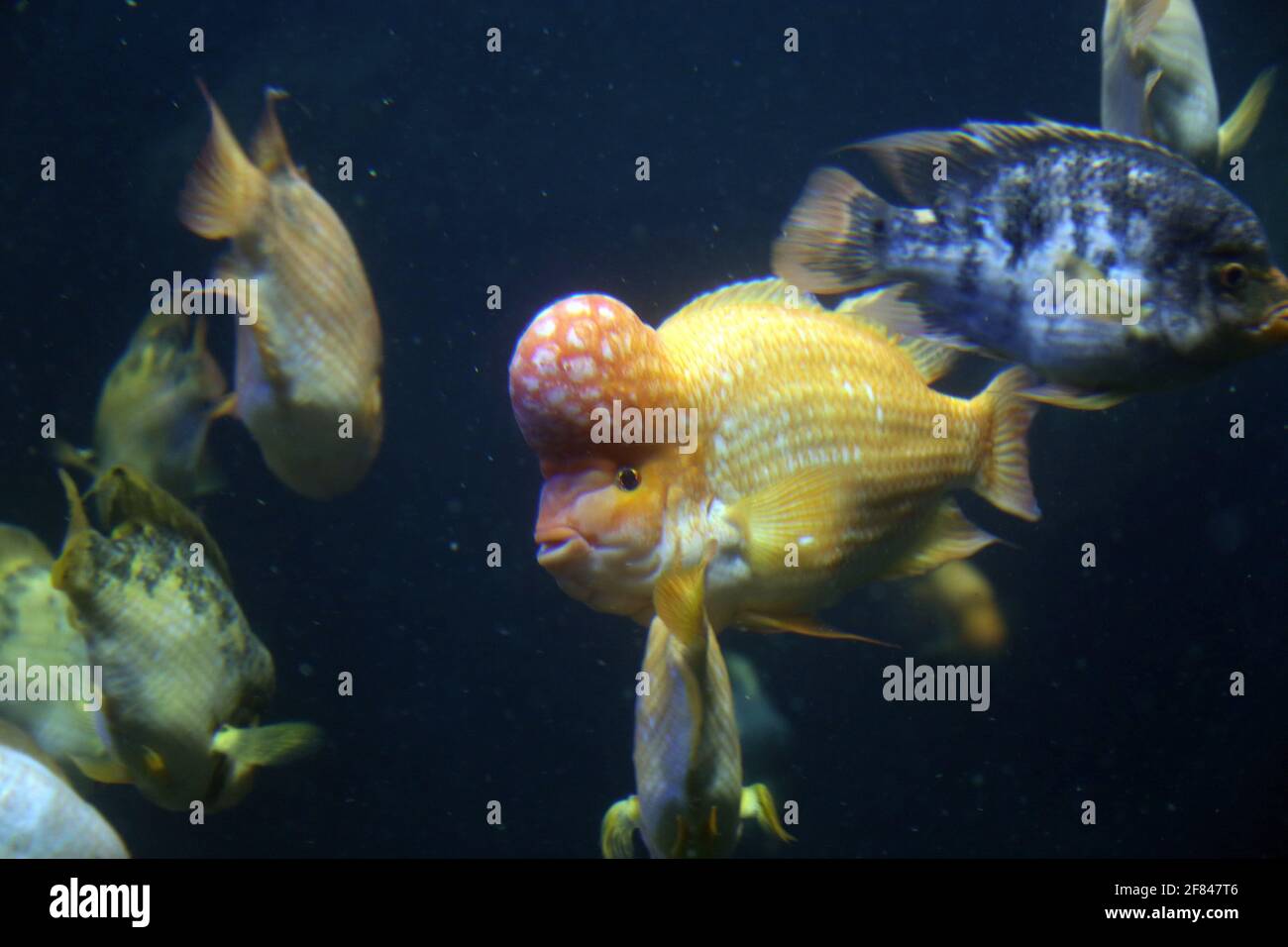 Mallorca Aquarium Immer mit dem Kopf durch die Wand Büffelkopf-Papageifisch Stock Photo