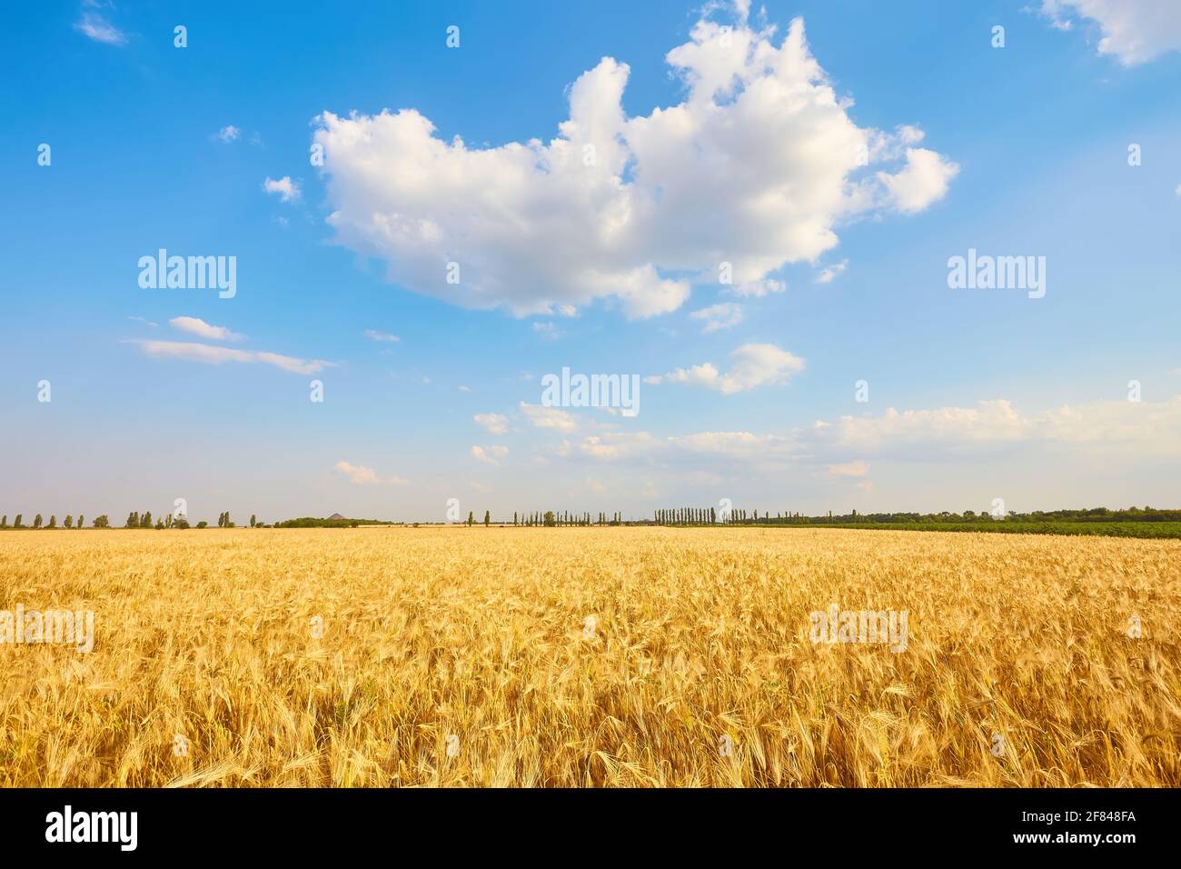 Summer landscape. Yellow wheat field and dark blue sky Stock Photo - Alamy