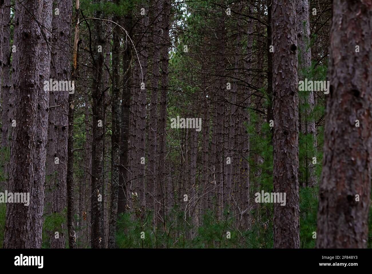Forest with tall straight trees that were clearly planted in rows long ago Stock Photo