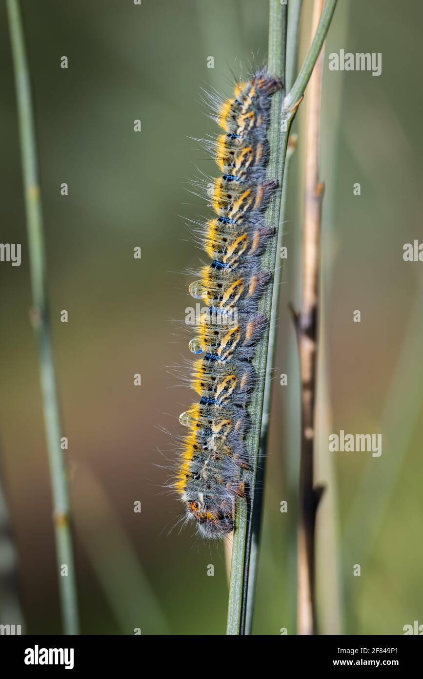 Caterpillar in its natural environment. Stock Photo