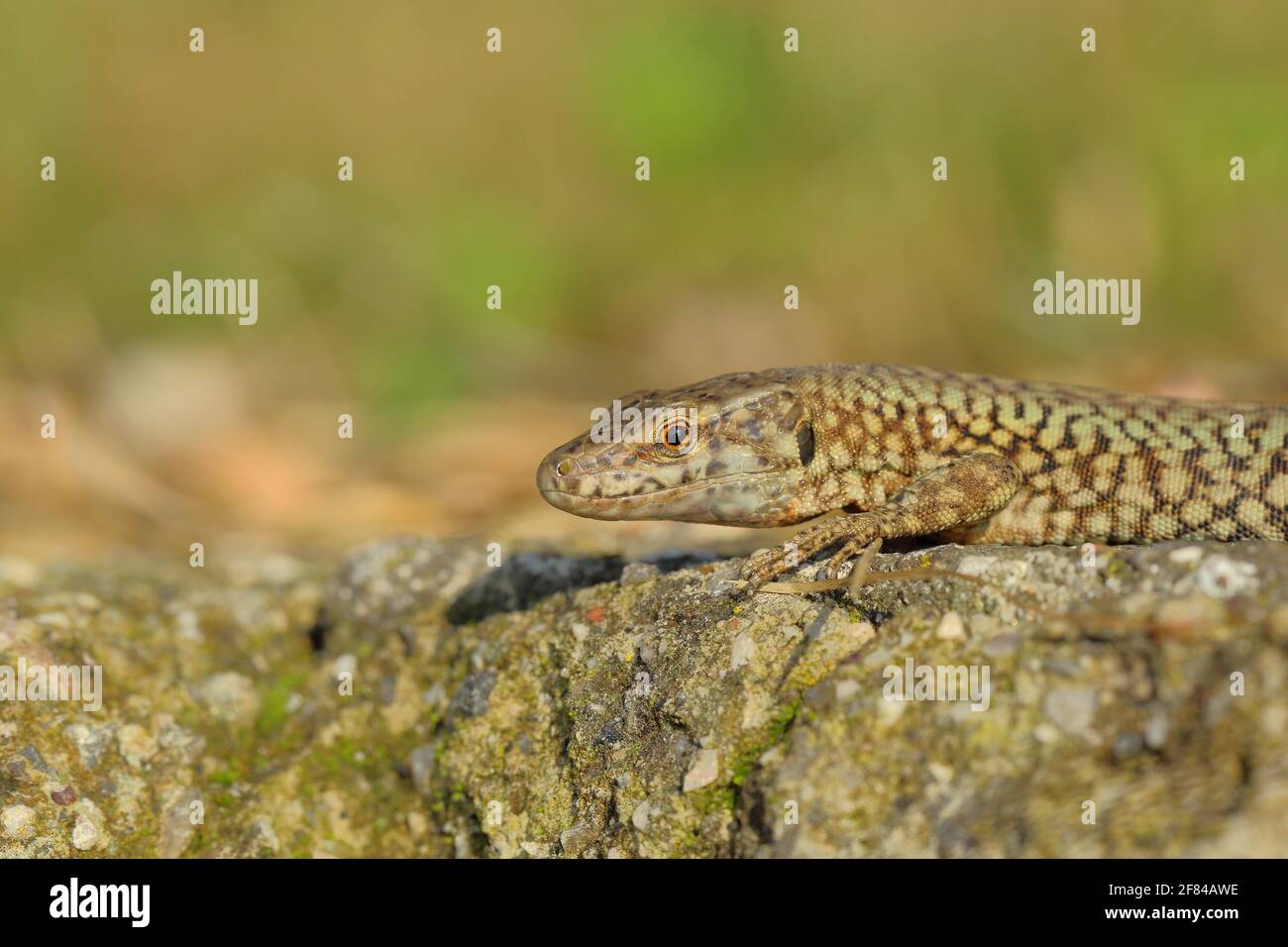 Italian Wall Lizards—Our New Neighbors: Adults/Children 6+