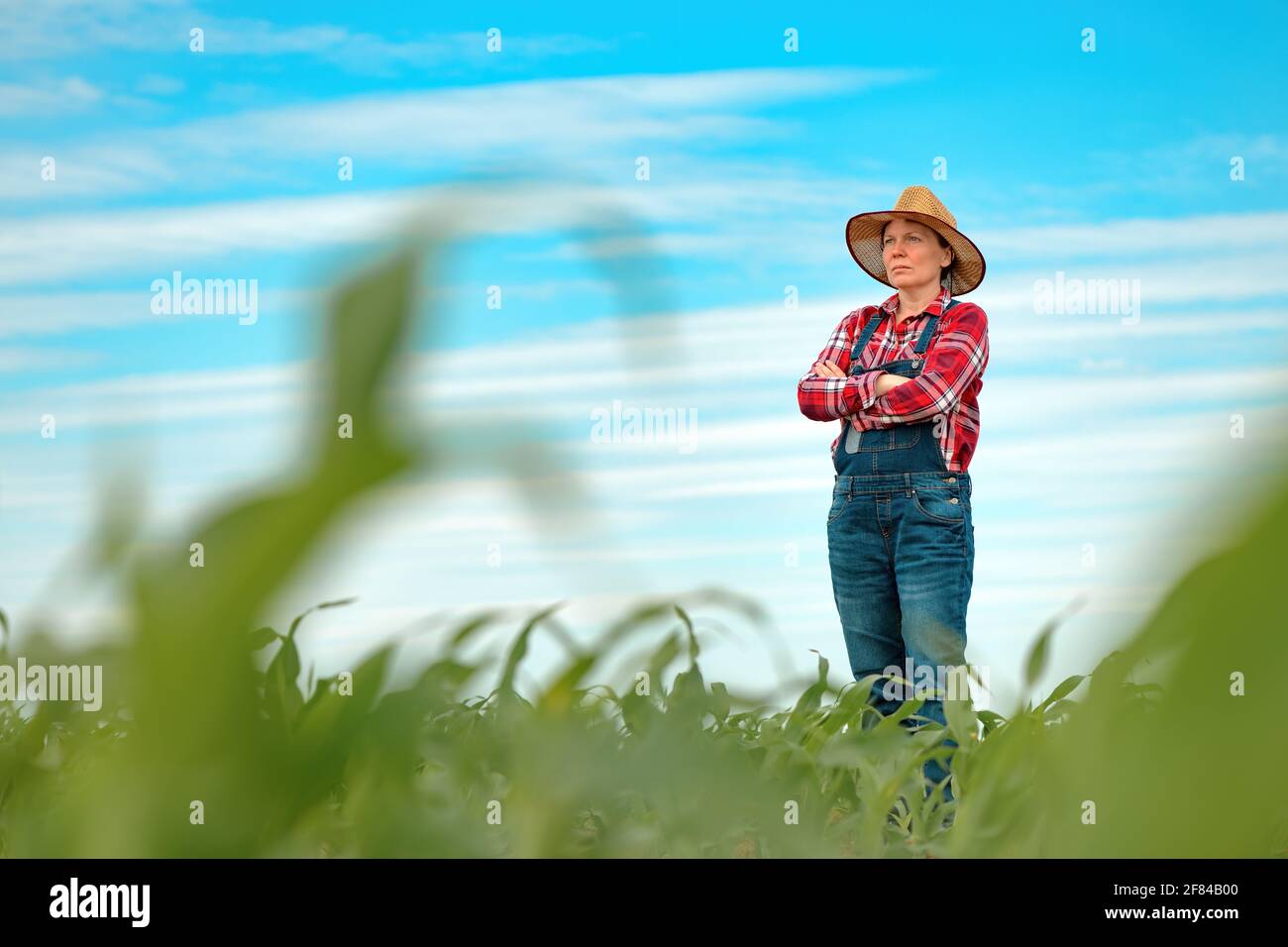 Female farmer standing in corn field and looking over young green maize crops Stock Photo
