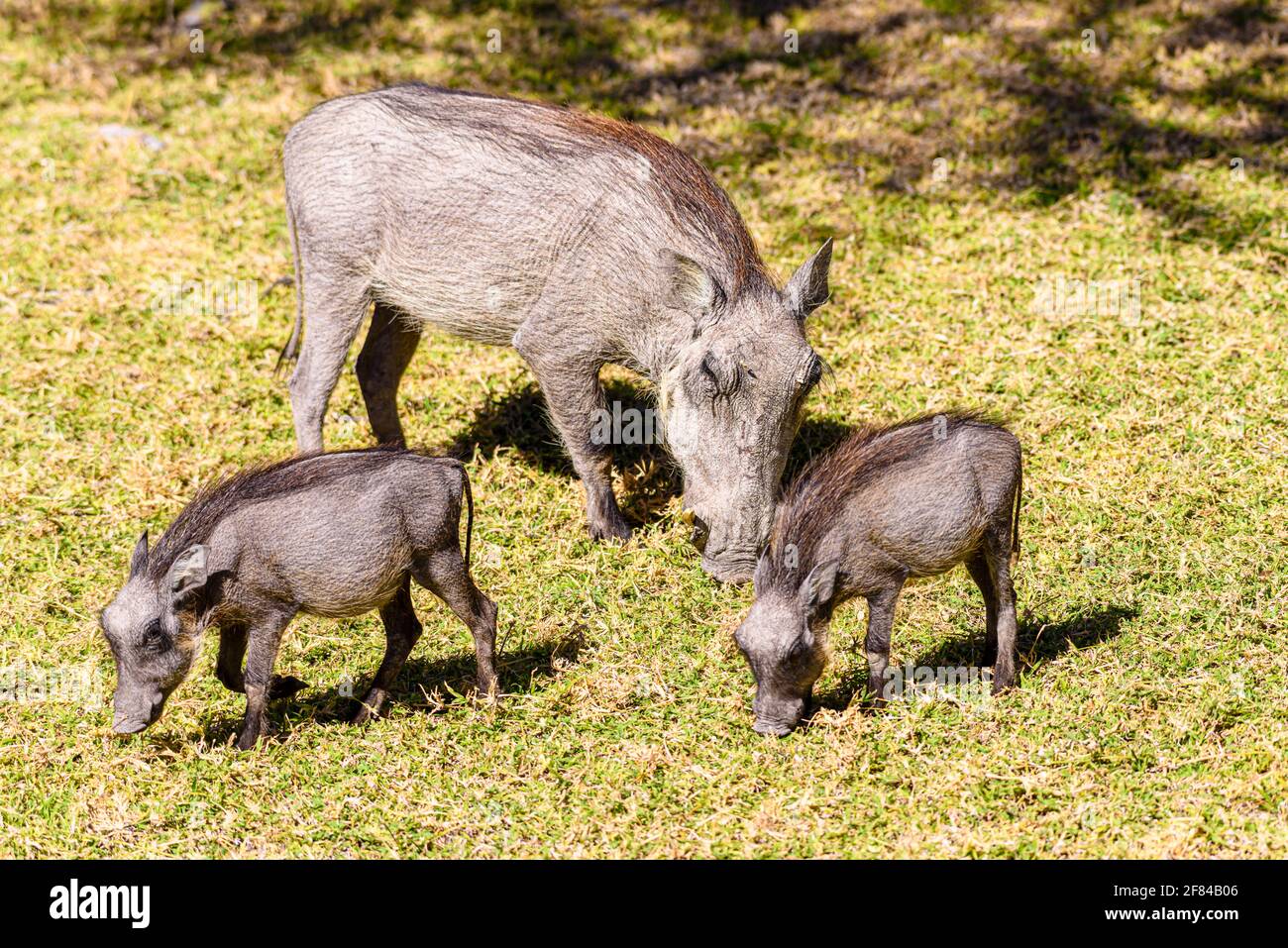 A mother warthog with two hoglets eat grass, Namibia Stock Photo