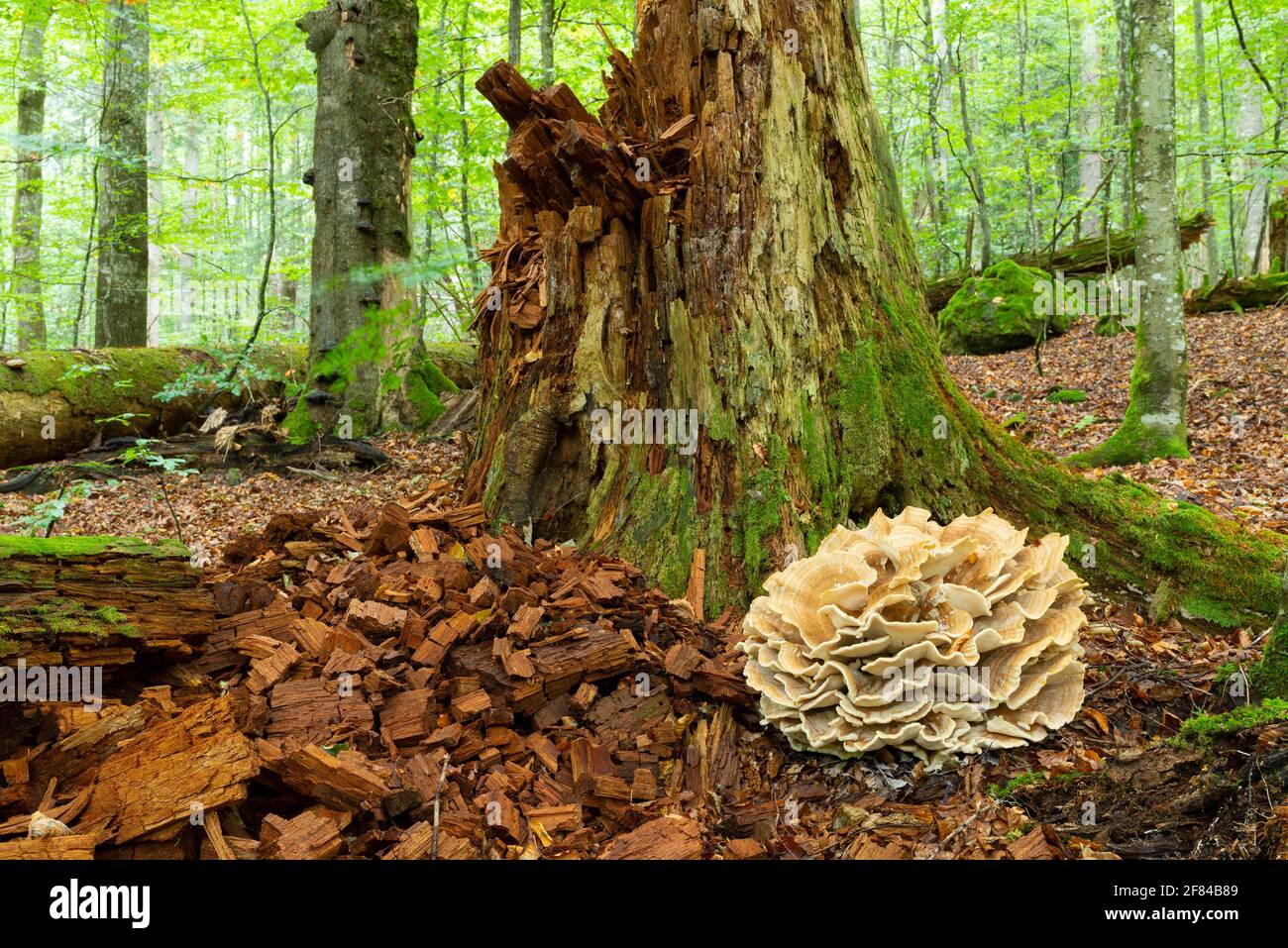 Mountain Porling (Bondarzewia mesenterica), Bavarian Forest National Park, Bavaria, Germany Stock Photo