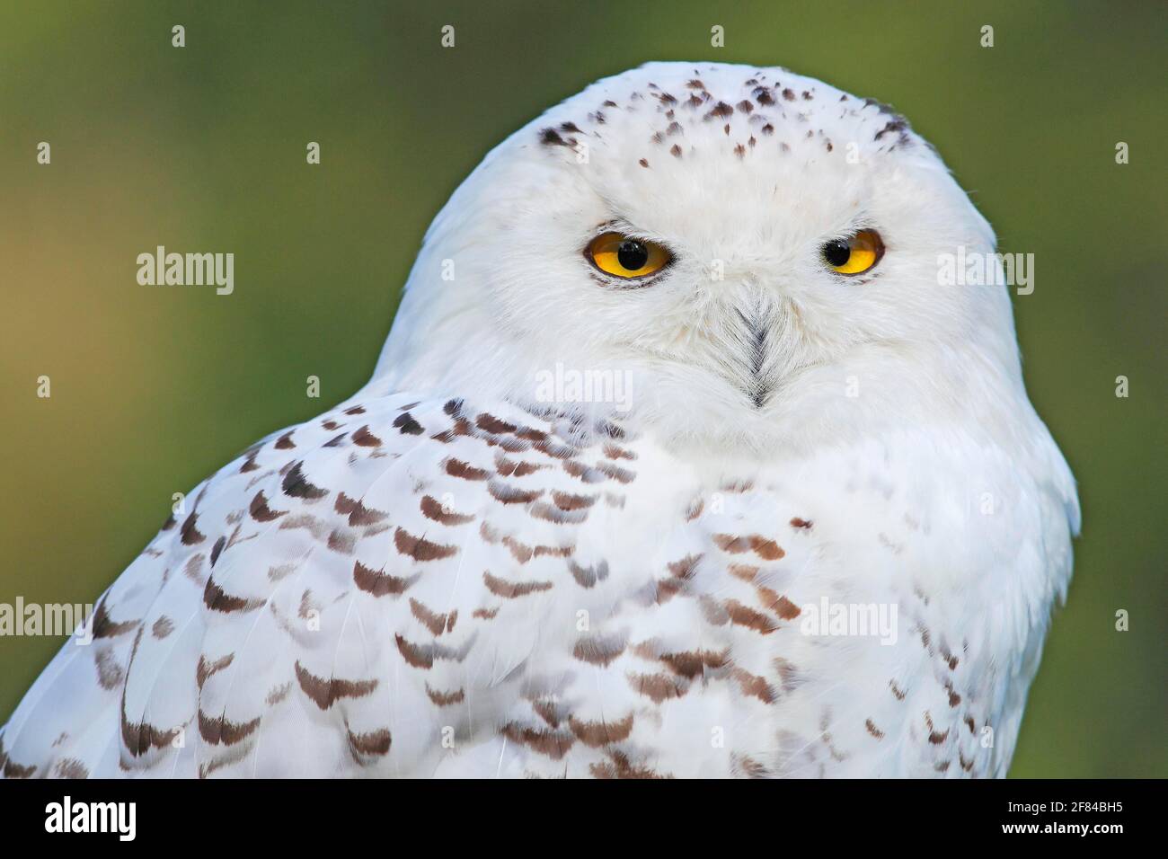 Snowy owl (Nyctea scandiaca), animal portrait, Germany Stock Photo