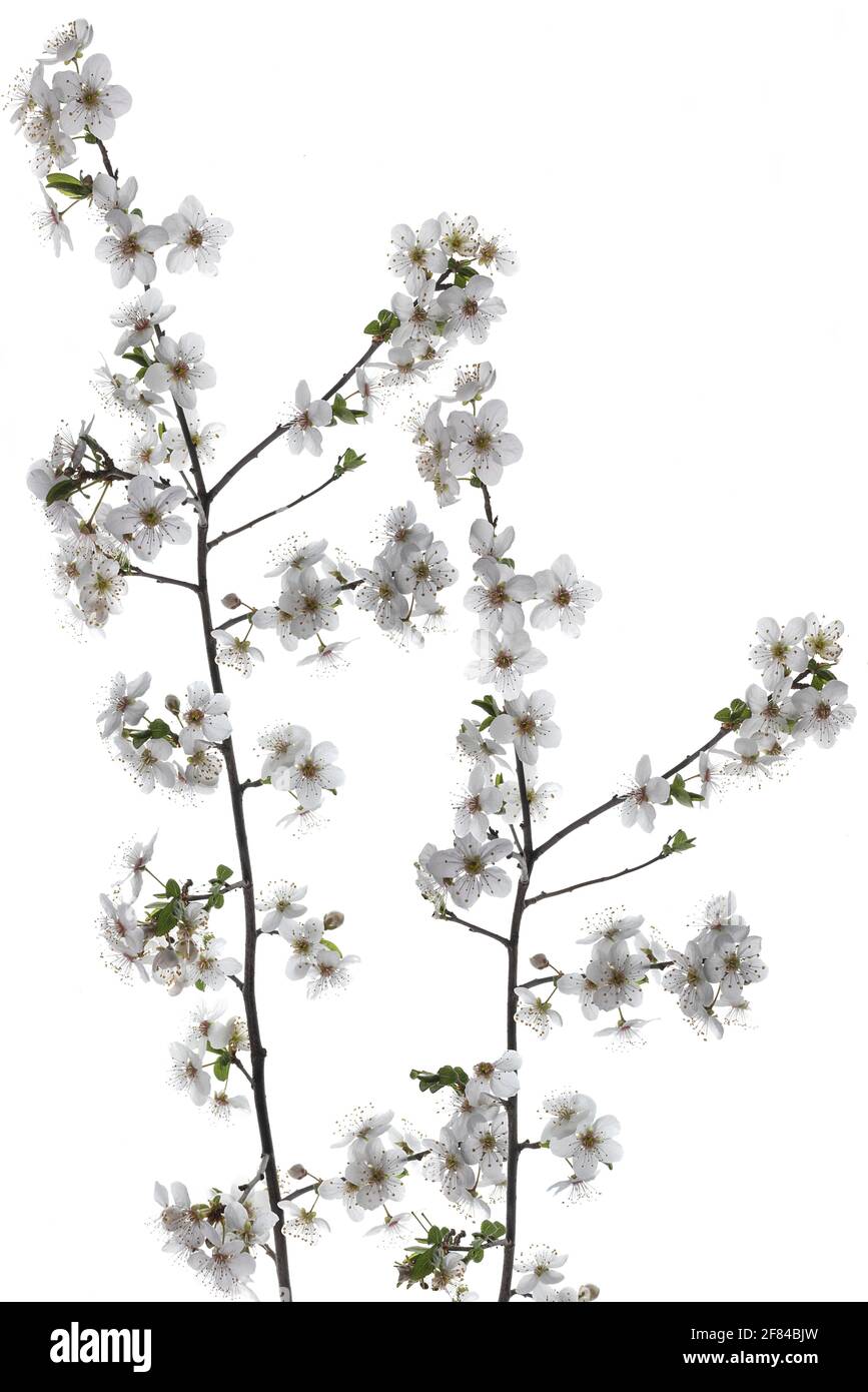 Flowering hawthorn branch (Crataegus) on white background, Germany Stock Photo
