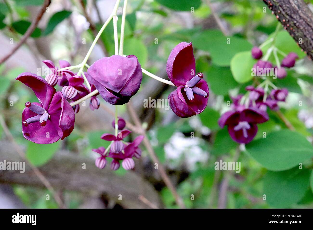 Akebia Quinata And Flower High Resolution Stock Photography and Images ...