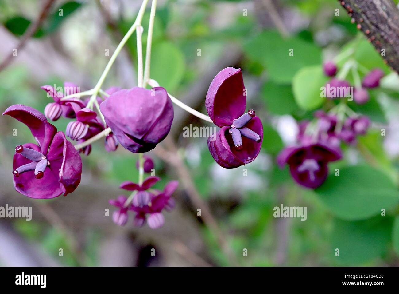 Akebia quinata Chocolate vine scented purple cupshaped flowers with thick sepals, April