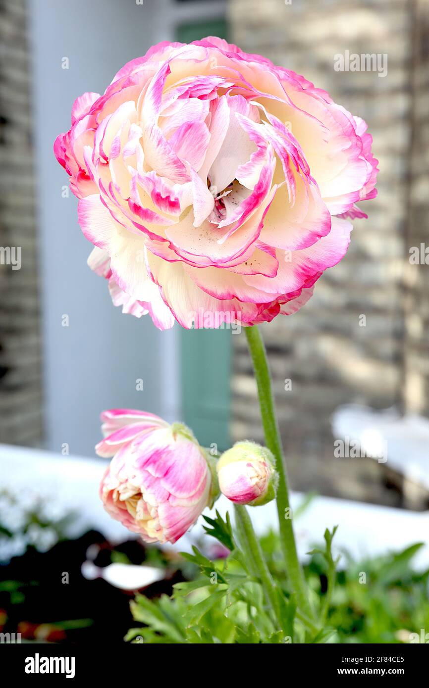 Ranunculus ‘Picotee White Pink’ Persian buttercup Picotee White Pink – creamy white double flowers with pink brushed edges,  April, England, UK Stock Photo