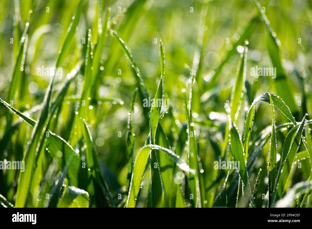 Water drops on wheat plants Stock Photo