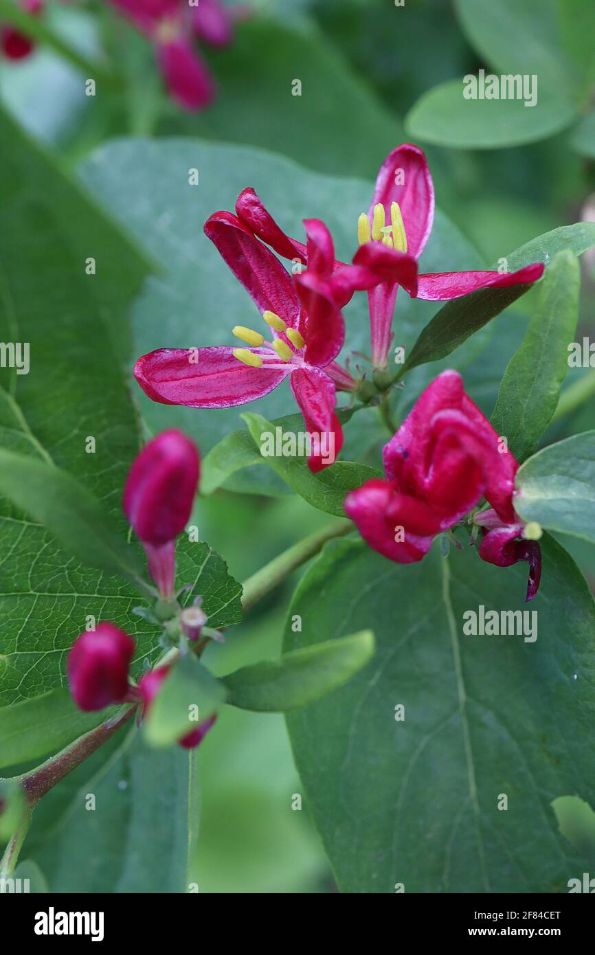 Lonicera tatarica hacks red hi-res stock photography and images - Alamy