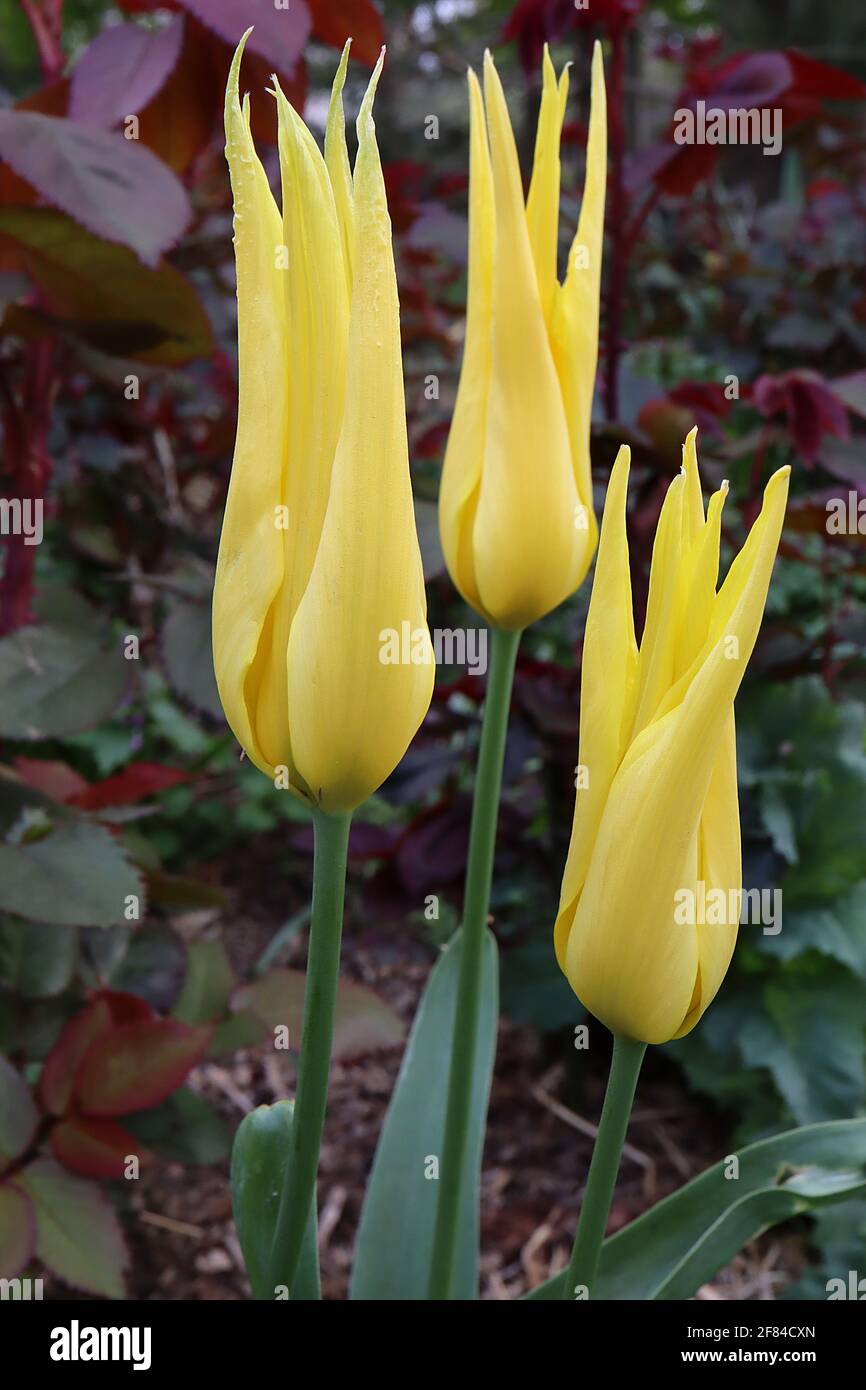 Tulipa ‘West Point’  Lily flowering 6 West Point tulip - yellow petals, green base, April, England, UK Stock Photo